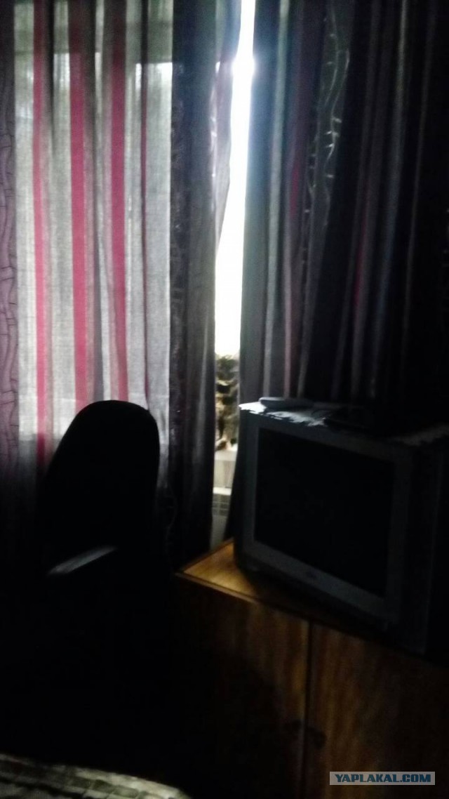 Котовторник