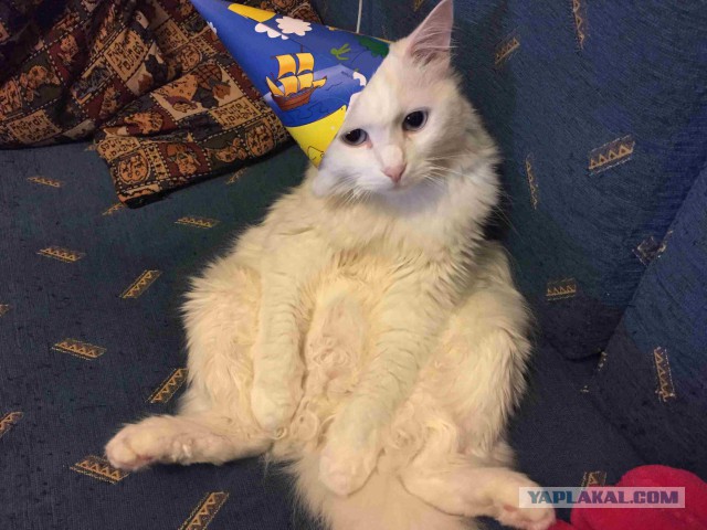 Котэ и кровать