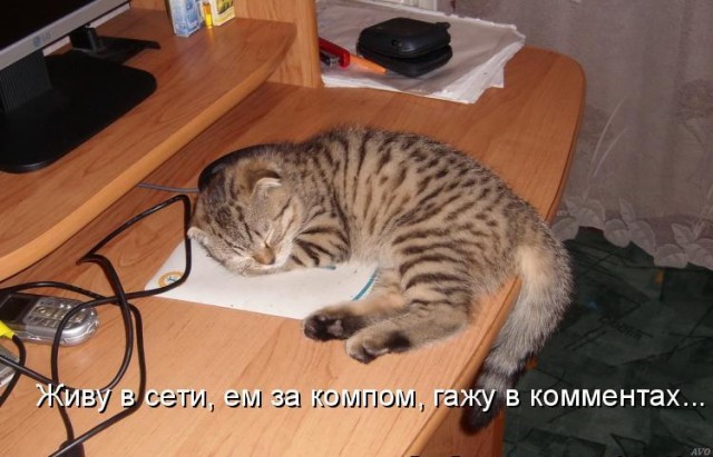 Собаки