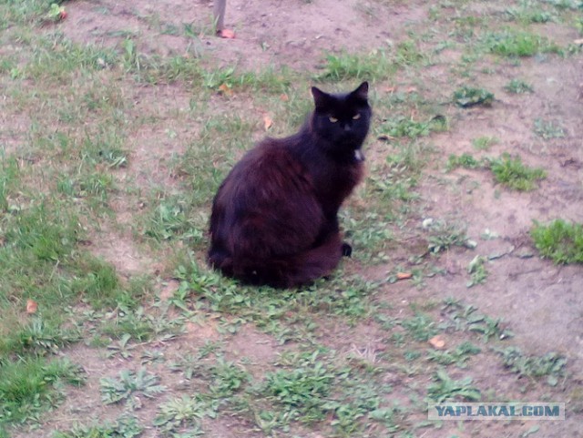 Котовторник 9.01.2018