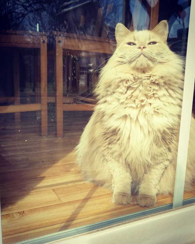 А не открыть бы нам котовторник 03.04.2018