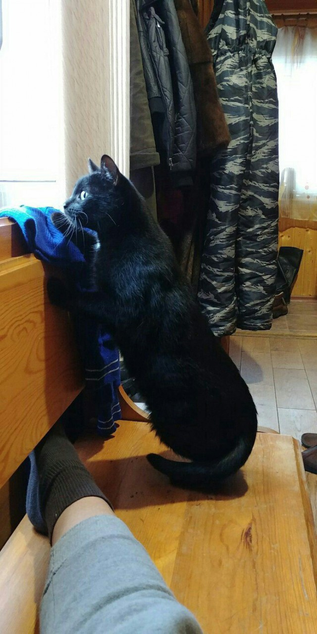 Живность из сети