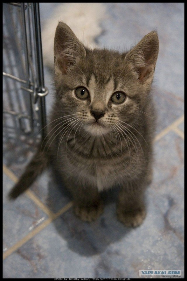 Уррааа! Котовторник на ЯПлакалъ!