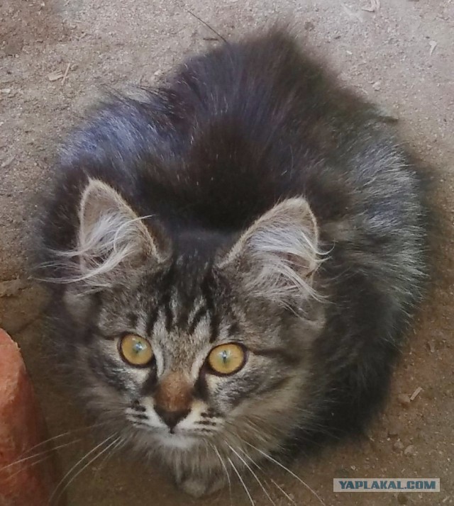 Котовторник  31.07.2018