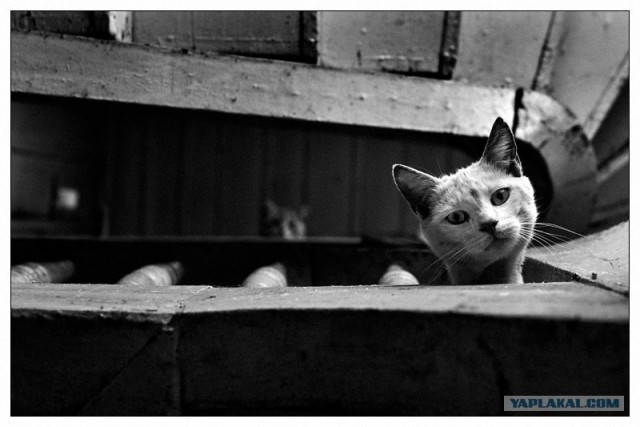 Котовторник на 31.03.2009