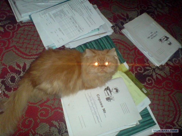 Котовторник на ЯПе