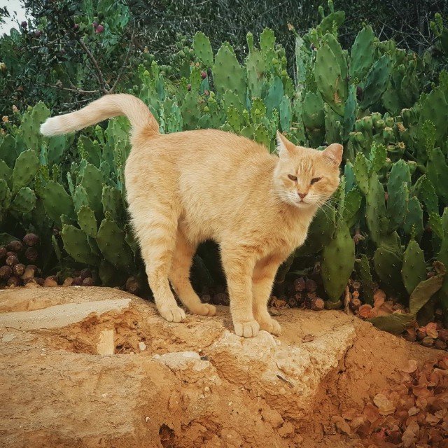 Котовторник 14.08.2018