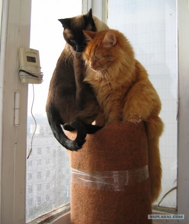 Кот Нельсон