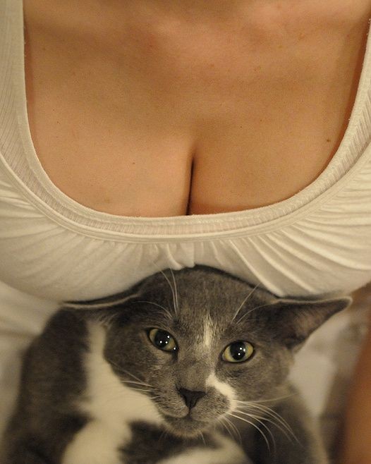 Котовторнику посвящается