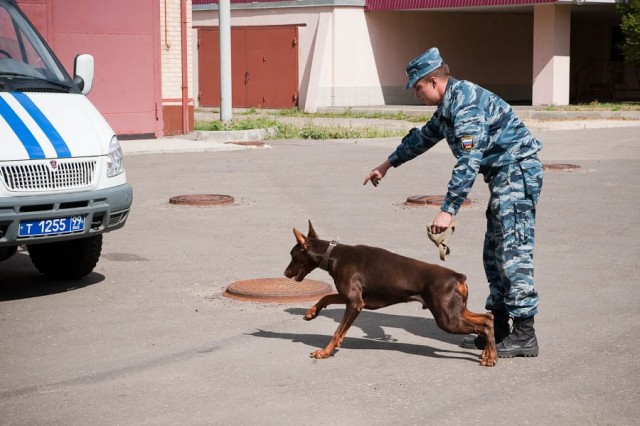 Собаки МВД