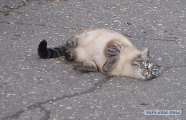 А вот и мы: котятовторник!