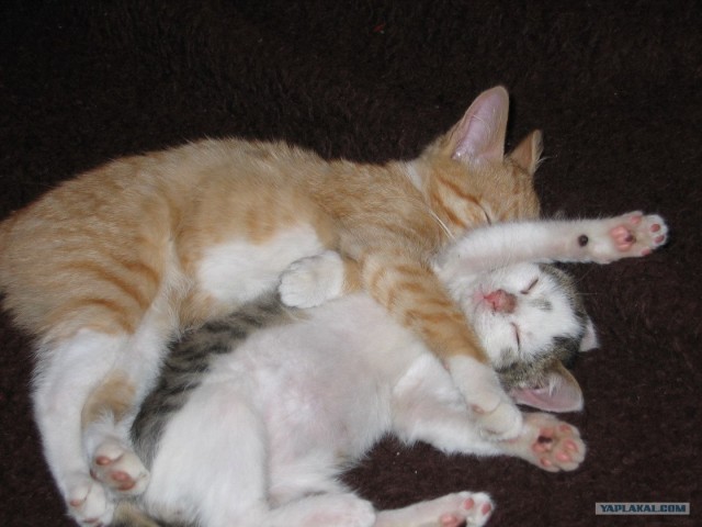 Котоутро