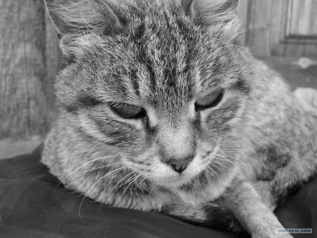 Котовторник. А как же?!