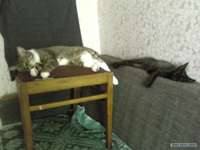 Котовторник 1.11.11