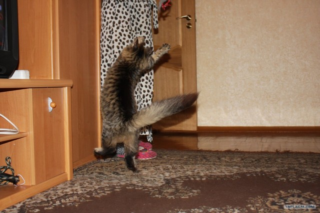 Котовторник (28.02.2012)