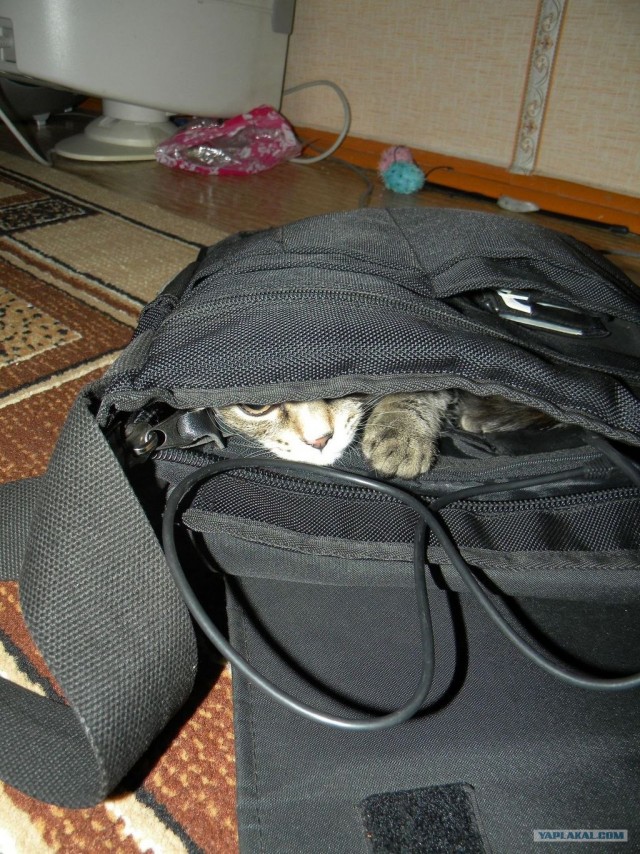 Котовторник 10.04.2012