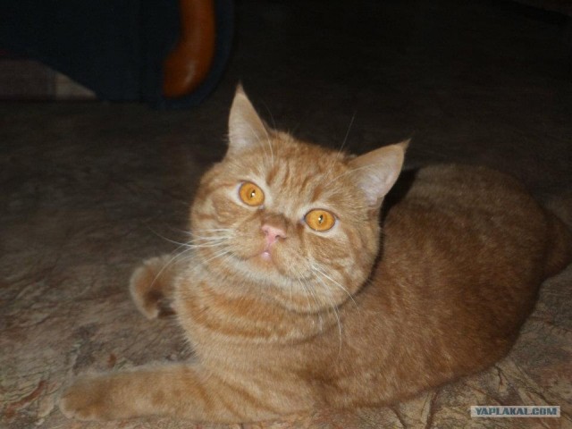 Котовторник (15.05.2012)