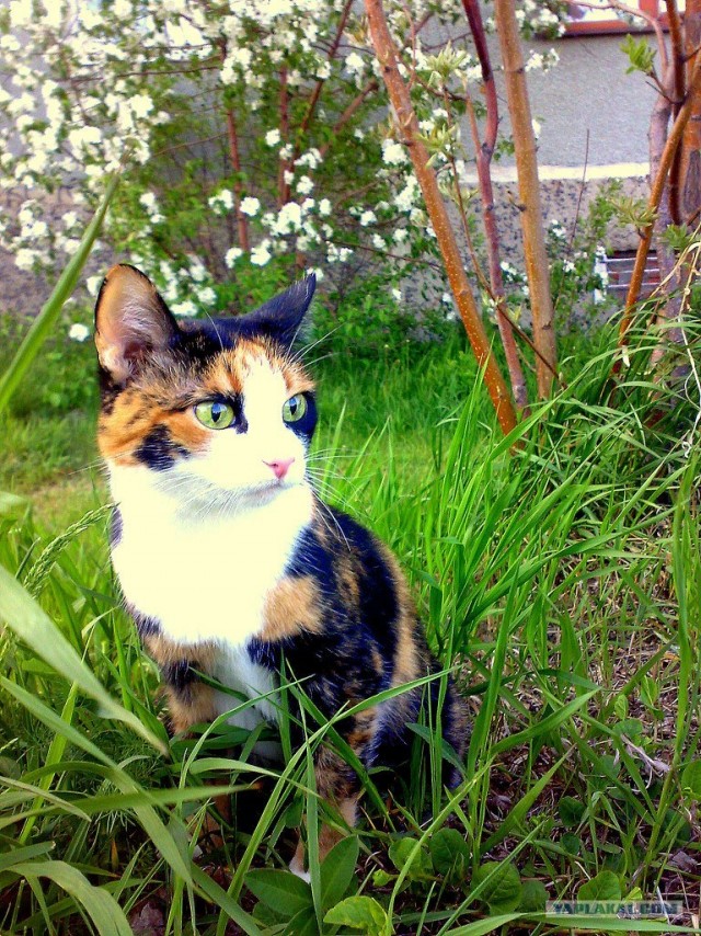 Котовторник  19.06.2012