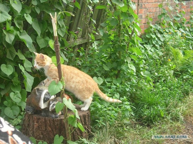 Котовторник 03 07 2012