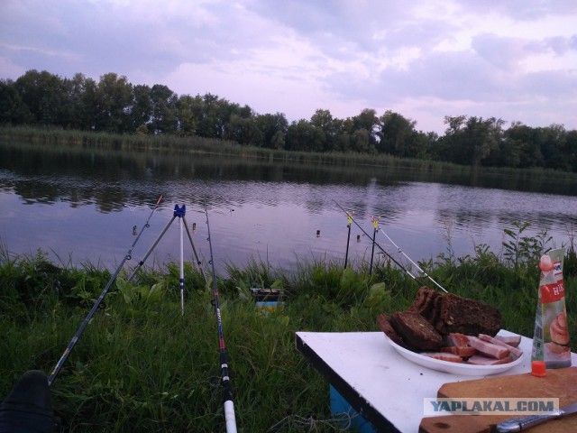 Морской карась