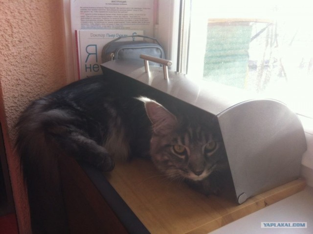 Котовторник  4.09.12