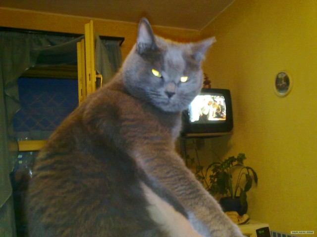 Котонянька и котовторник