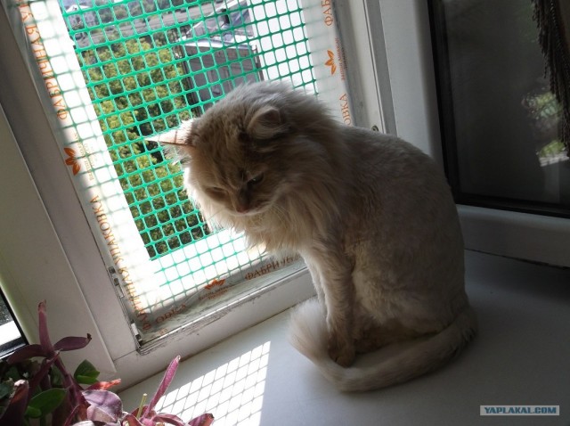 Котовторник ( 23.10. 2012. )