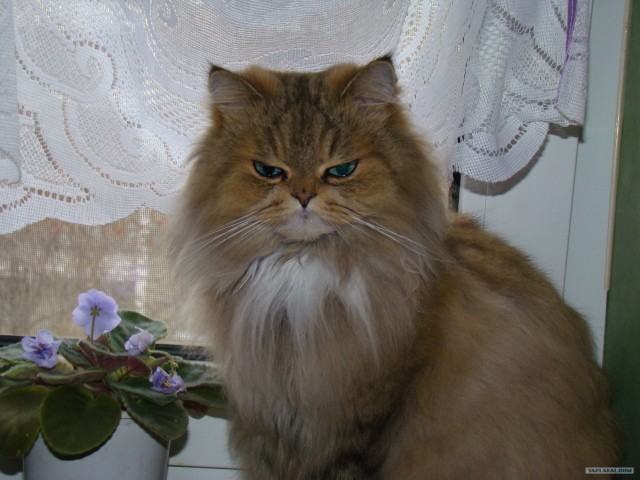 16 лучших котов сезона