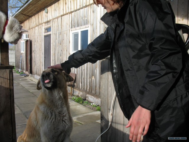 Новогодний Котовторник 01.01.2013