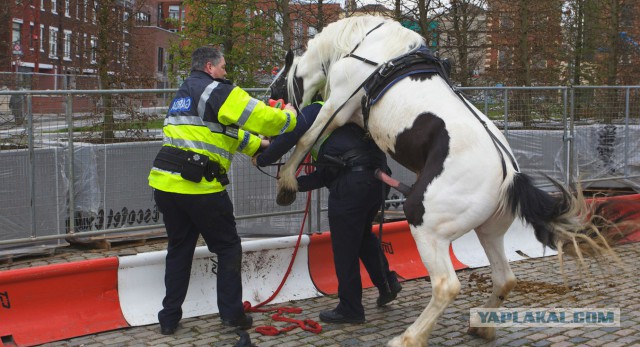 Полицейский был госпитализирован после попытки изнасилования собственным конем