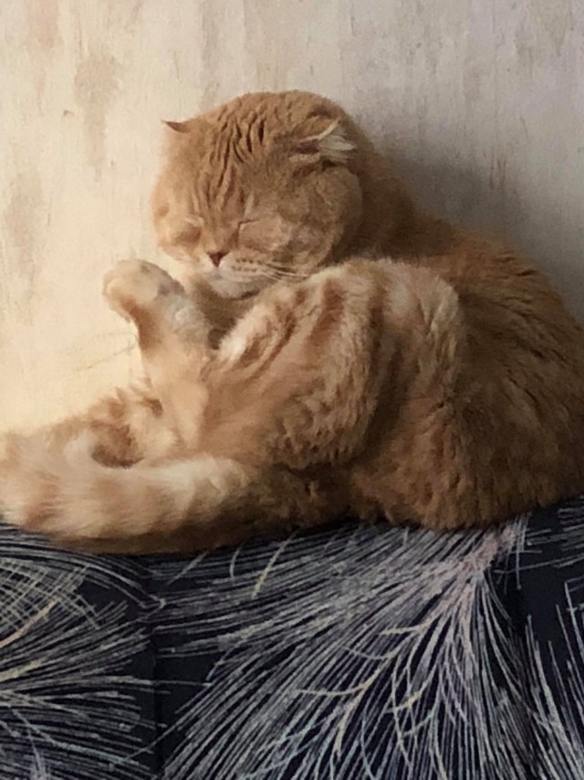 Кошки, которые заснули в самых невообразимых позах