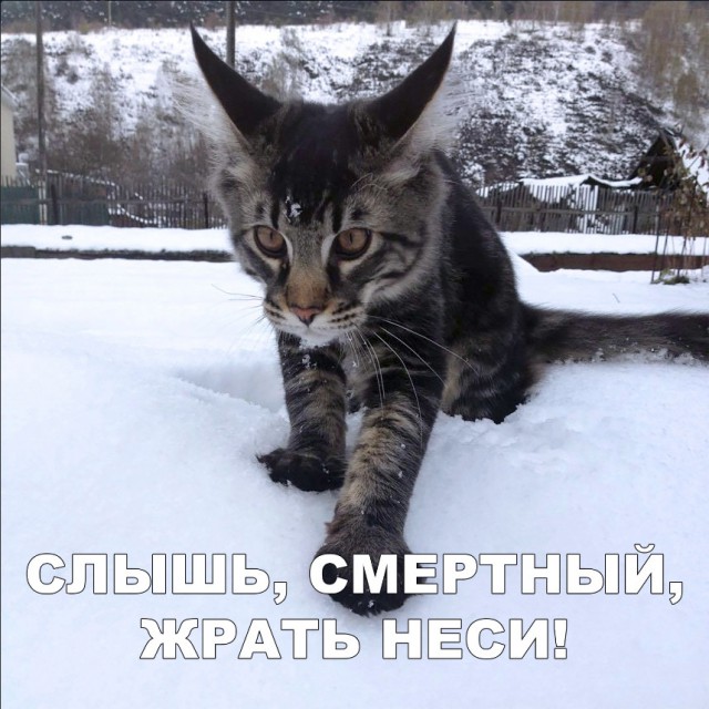 Нестандартный юмор