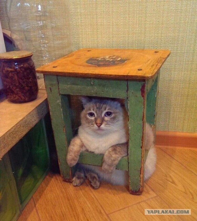 Деградация и тлен