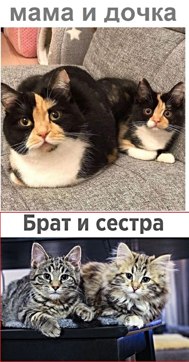 Картинки с котами и про котов