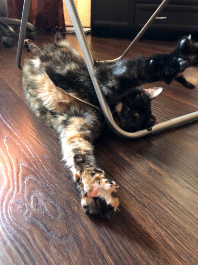 Котовторник однако