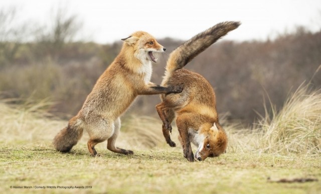 Живность из сети