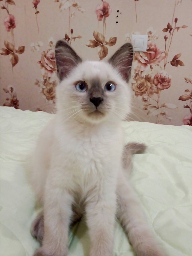 Забавные фото котеек