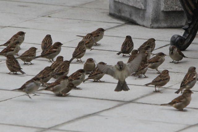 Куда подевались воробьи?