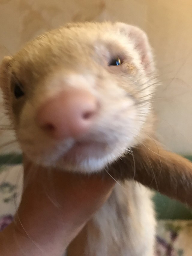 Польский суп с хреном и белыми колбасками