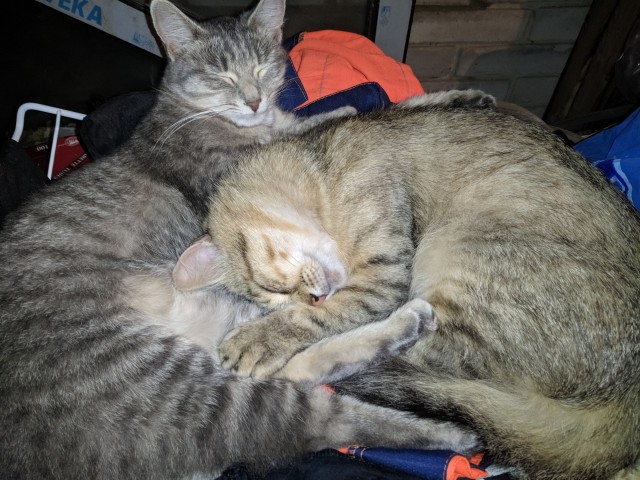 Про котов