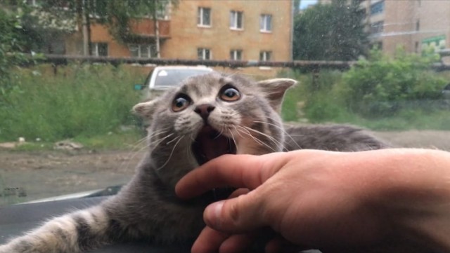 Эти забавные животные
