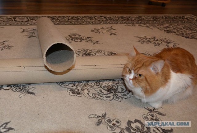 Кот, который не любит Новый год