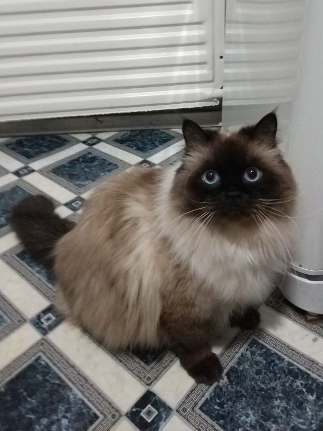 Котовторник. Добавляйте своих