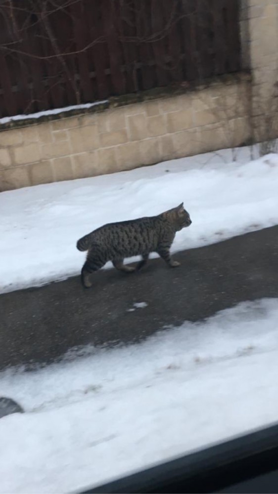 Котовторнику быть!