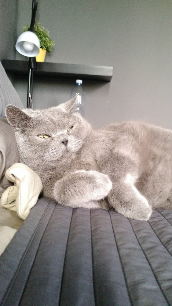 Котовторник же очередной