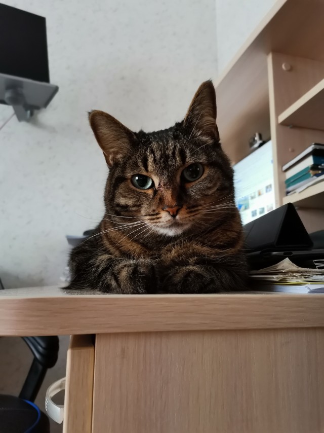 Котовторник (свои добавляем)