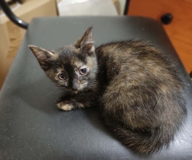 Котовторник же уже наступил?