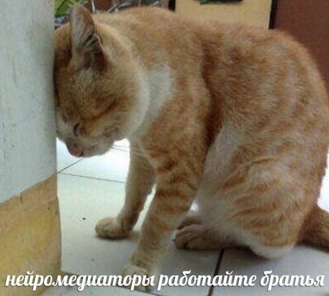 Топ мемов от Медузы к 7-летию