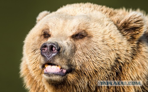 Мать сбросила ребенка в вольер к медведю в зоопарке Ташкента