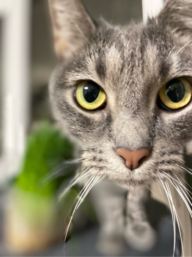 Котовторнику посвящается